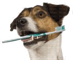 Jack Russel - Free PNG