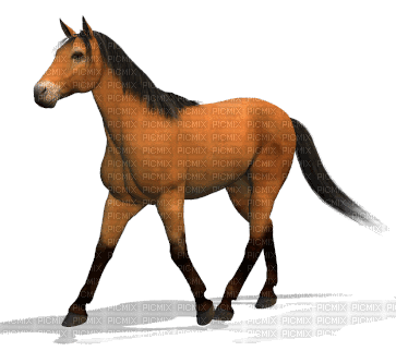 aze cheval s34 marron Brown - GIF animado grátis