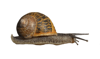 caracol - ilmainen png