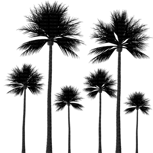 palm trees Bb2 - kostenlos png