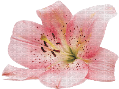 Flowers pink bp - 無料png