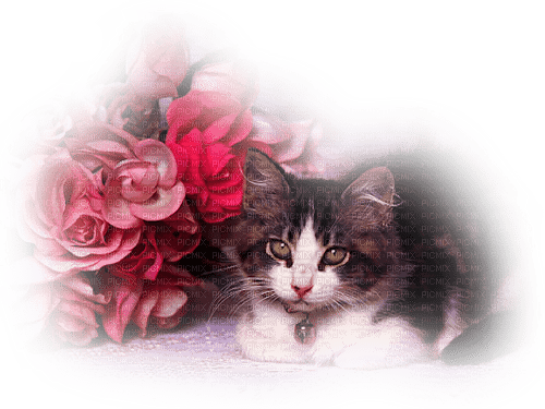 Cat with Roses - besplatni png