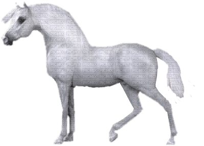 Pferd - ücretsiz png