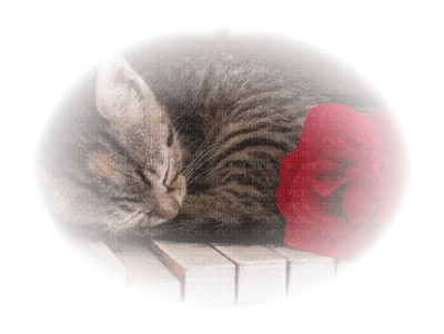 sleeping cat chat domir - 免费PNG