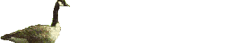 cigno - Darmowy animowany GIF