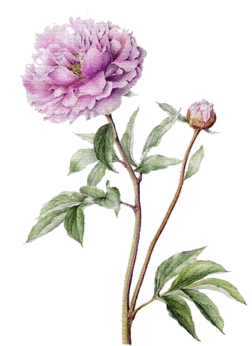 Peonie, lila, Blumen - Zdarma animovaný GIF