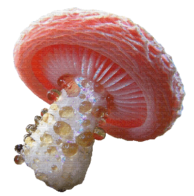 mushroom - Ingyenes animált GIF