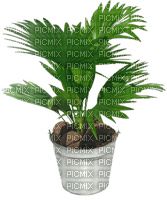 pot with plant - gratis png