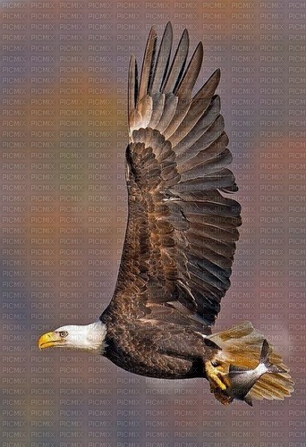 Eagle With Fish - besplatni png