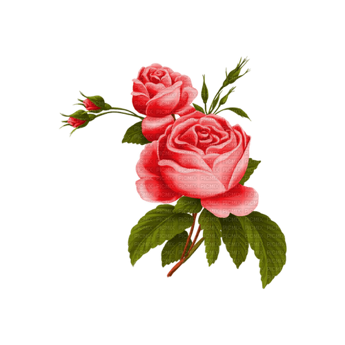 kikkapink deco scrap pink rose roses - png ฟรี