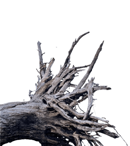 log, tree - PNG gratuit