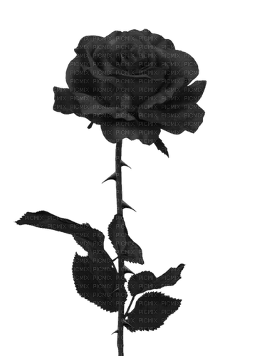black rose Bb2 - png grátis