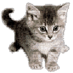cat gif - Бесплатный анимированный гифка