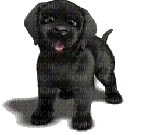 dog katrin - 無料のアニメーション GIF