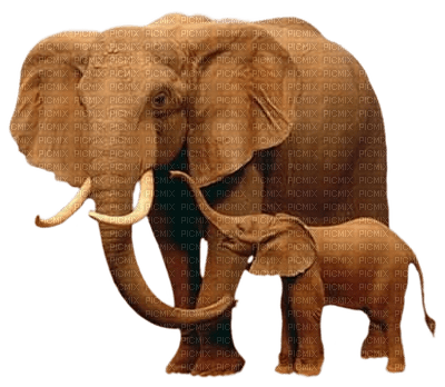 éléphants - PNG gratuit