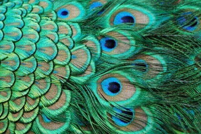 Kaz_Creations Deco Peacock Backgrounds Background - фрее пнг