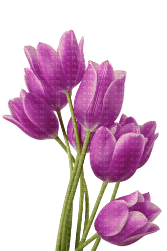 tulips  Bb2 - 免费PNG