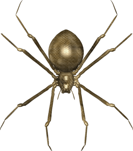 Gold.Spider.araignée.Araña.Victoriabea - ingyenes png