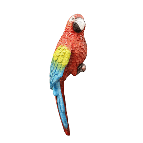 Perroquet - PNG gratuit