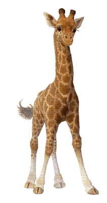 Kaz_Creations Giraffe - zadarmo png