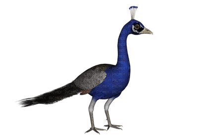 Kaz_Creations Peacock - δωρεάν png