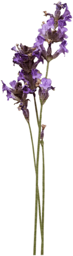 flores lavanda dubravka4 - darmowe png