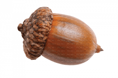 acorn - kostenlos png