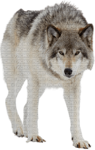 wolf - darmowe png