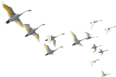 birds anastasia - PNG gratuit