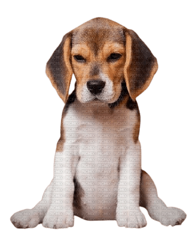 maj beagle - png gratis