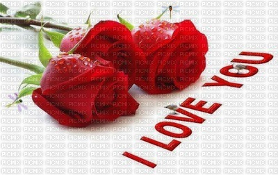 RED ROSES - LOVE - png gratuito