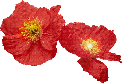 soave deco flowers poppy red animated - GIF animado grátis