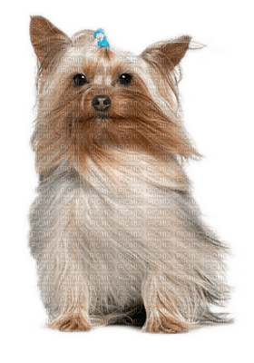 Kaz_Creations Animals Animal Dogs Dog Pup - Free PNG