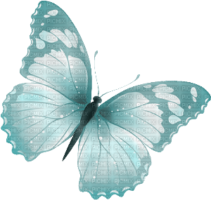 Schmetterling - 免费PNG