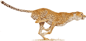 Kaz_Creations Cheetah - ücretsiz png