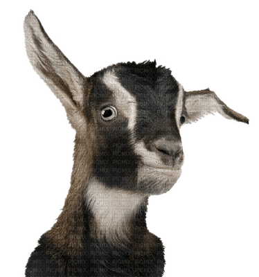 Goats Chèvres Ziegen goat Chèvre ziege animal farm tube - фрее пнг