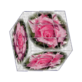 Róża deco - Darmowy animowany GIF