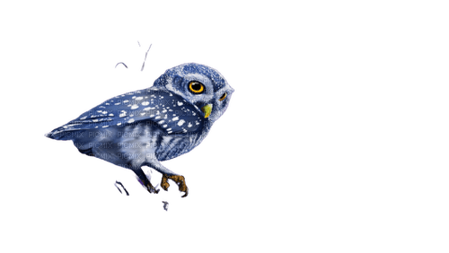 kikkapink fantasy owl blue - png grátis