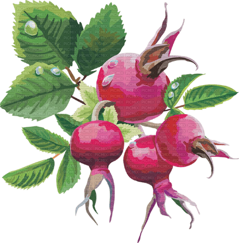 rosehip Bb2 - gratis png