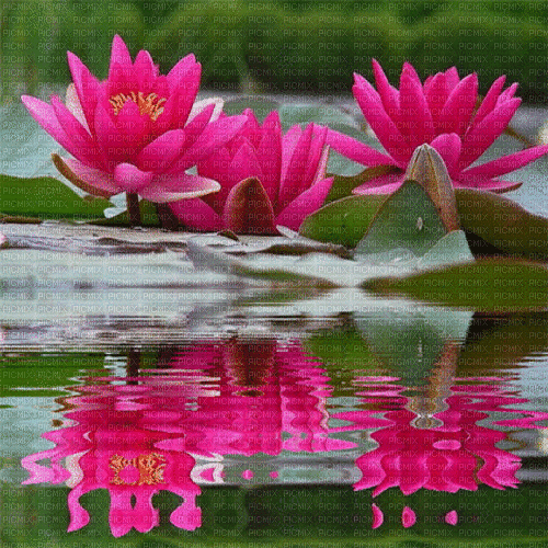 Pink Lotus Flower - Free animated GIF