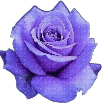 Purple Rose - besplatni png