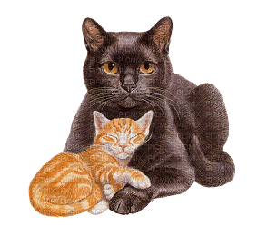 Cat with Kitten - Δωρεάν κινούμενο GIF