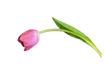 Flowers Tulips - Free PNG