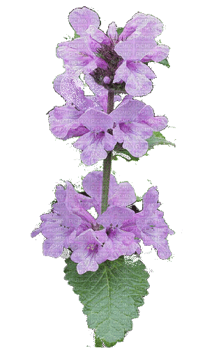pink violet flower animated - Δωρεάν κινούμενο GIF