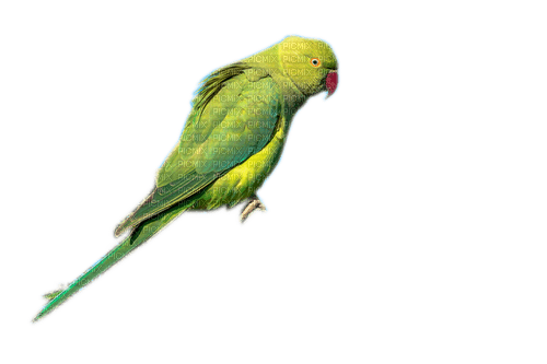 Rena Halsbandsittich vogel green grün - png gratuito