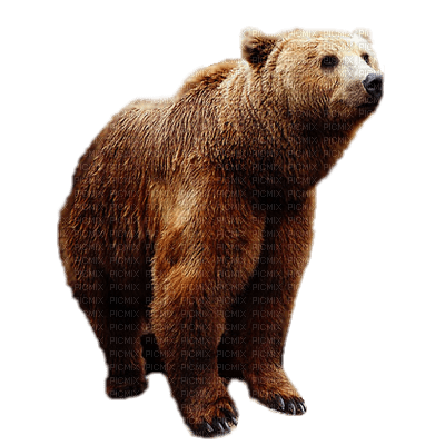 Björn-djur----bear--animal - png ฟรี