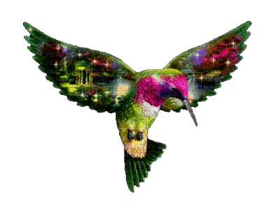 Hummingbird 03 - zdarma png