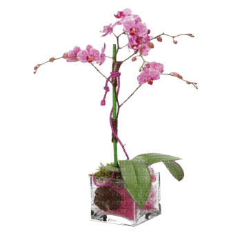 orquidea - ingyenes png