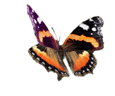 Papillon - PNG gratuit