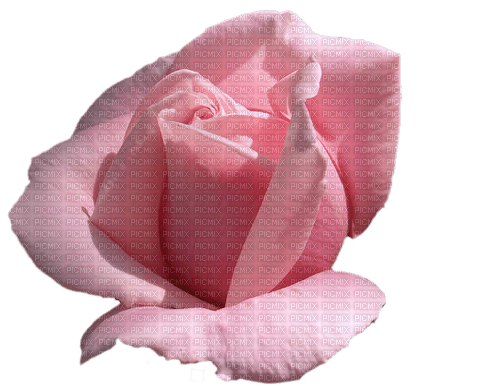 maj rose - png grátis